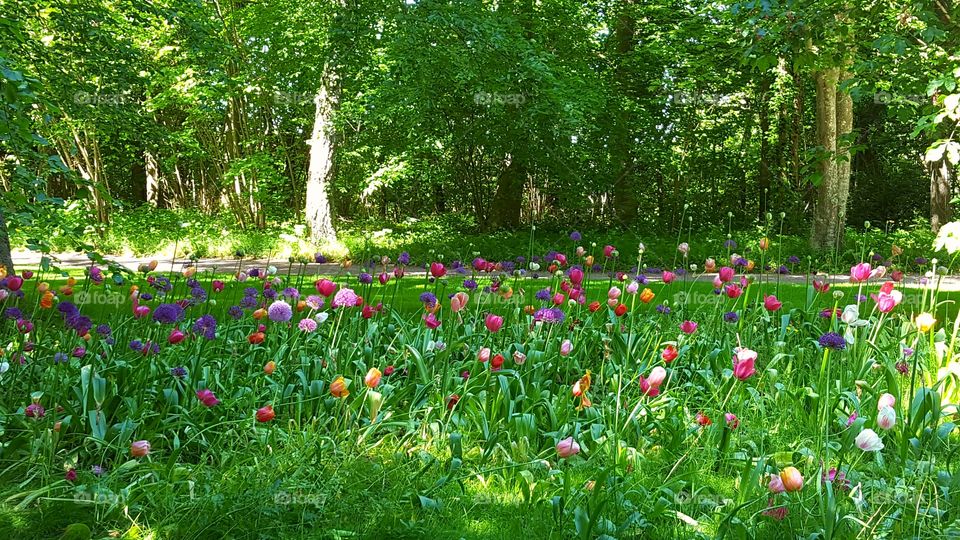 Tulips, Solliden Castle, Öland