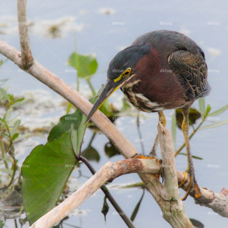 Green Heron. Fishing near lake Apopka