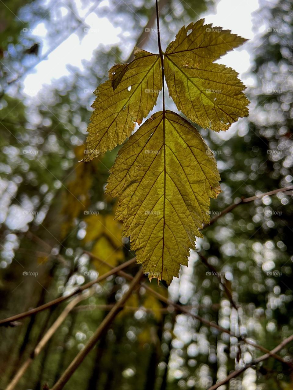 Ribes americanum leaves at Capilano Capilano Suspension Bridge Park in North Vancouver British Columbia