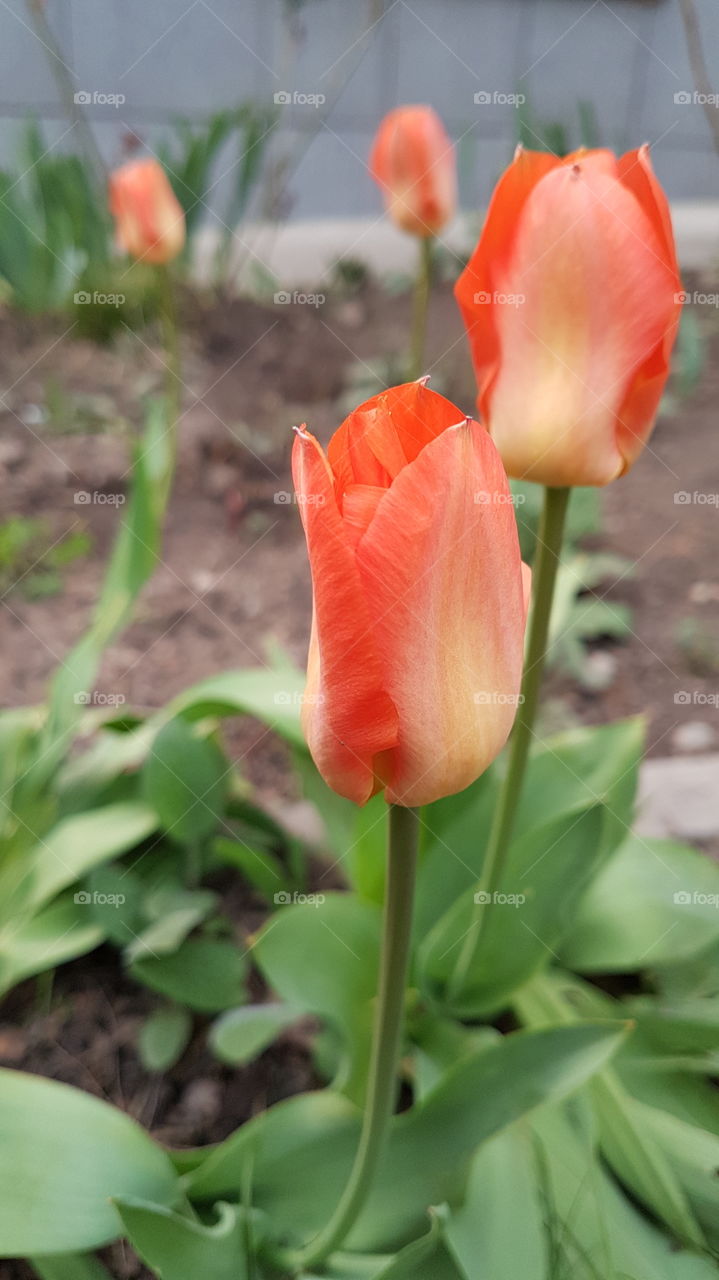red tulips in spring