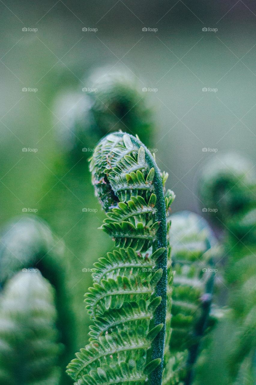 closeup of a beautiful fern