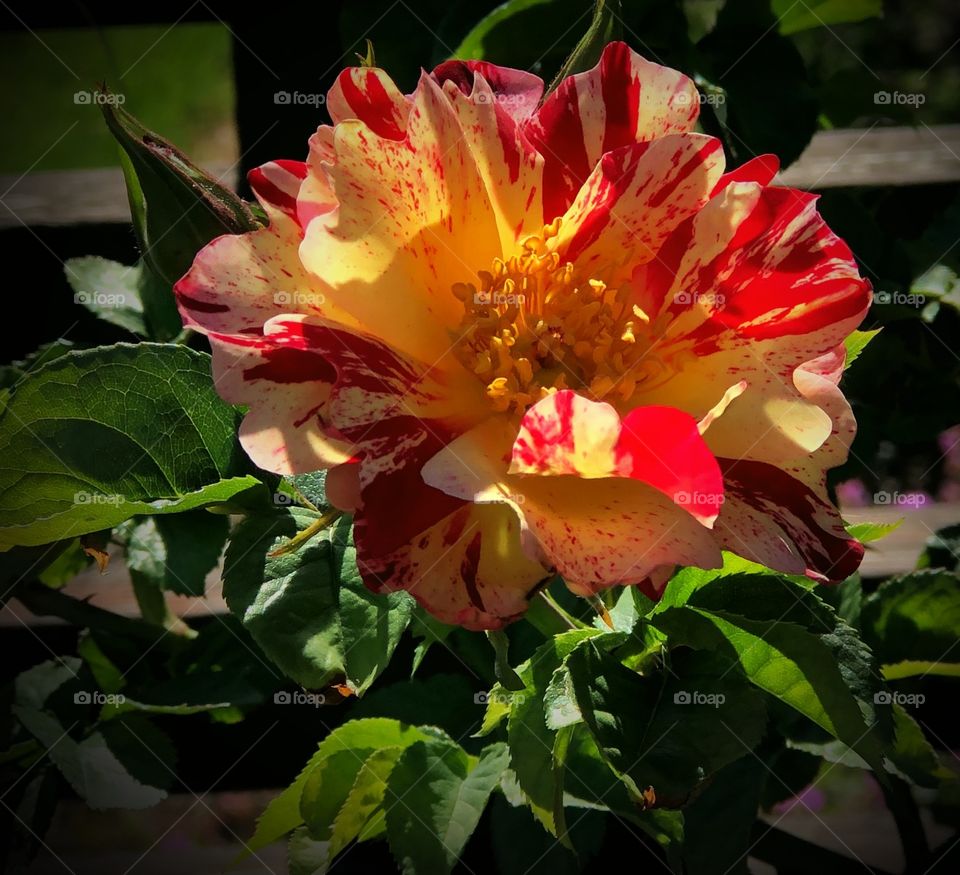 Yellow and red paint splatter rose 
