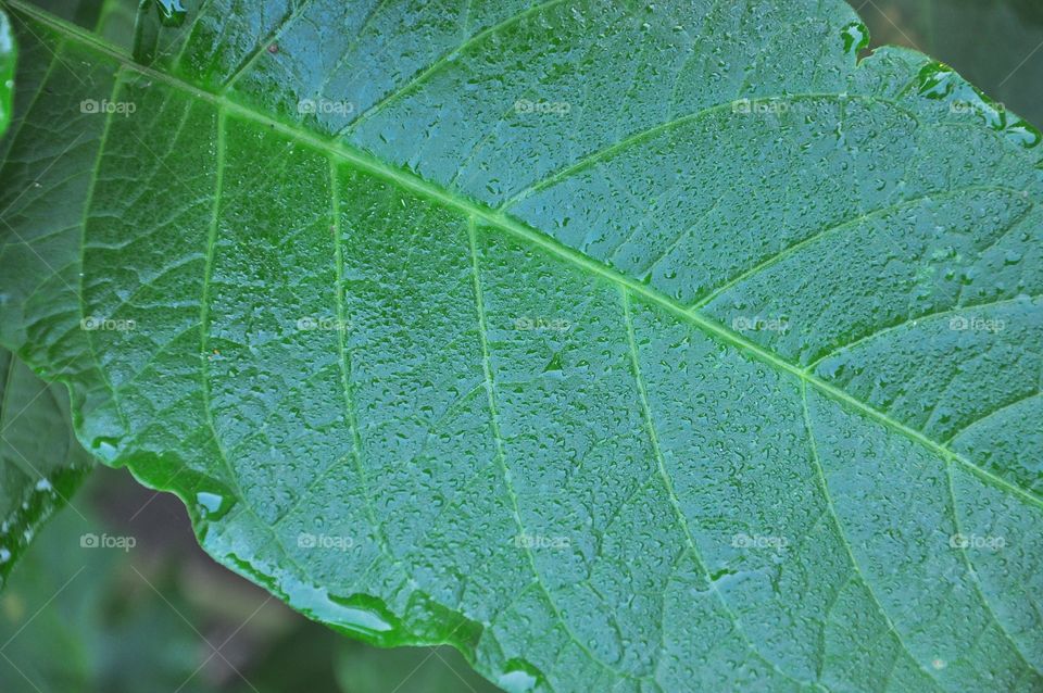 Leaf, Flora, Growth, Rain, Dew