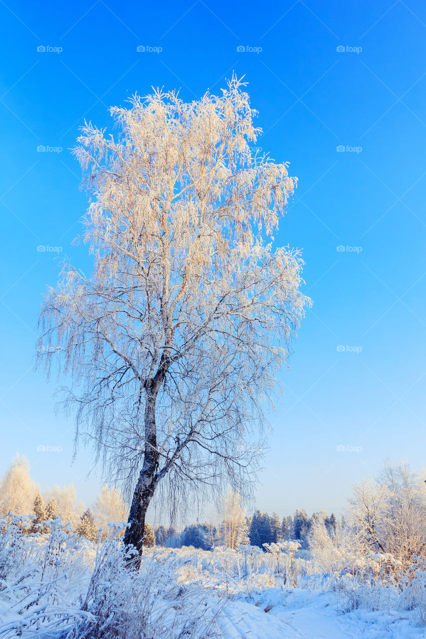 Snow on the birch