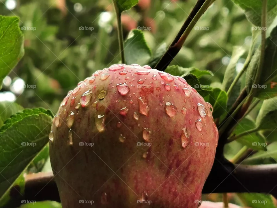 summer's rainy day