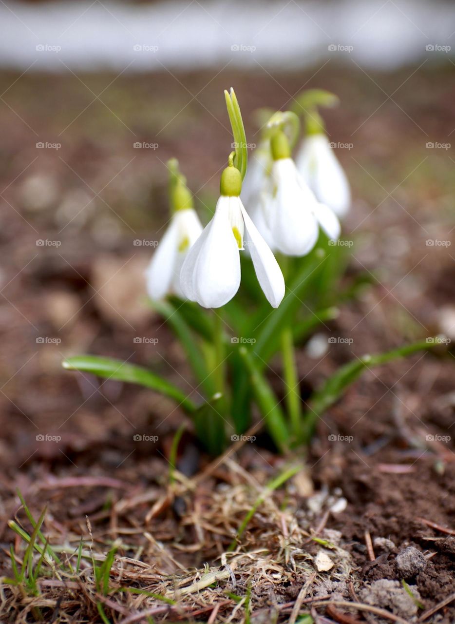 Snowdrops 