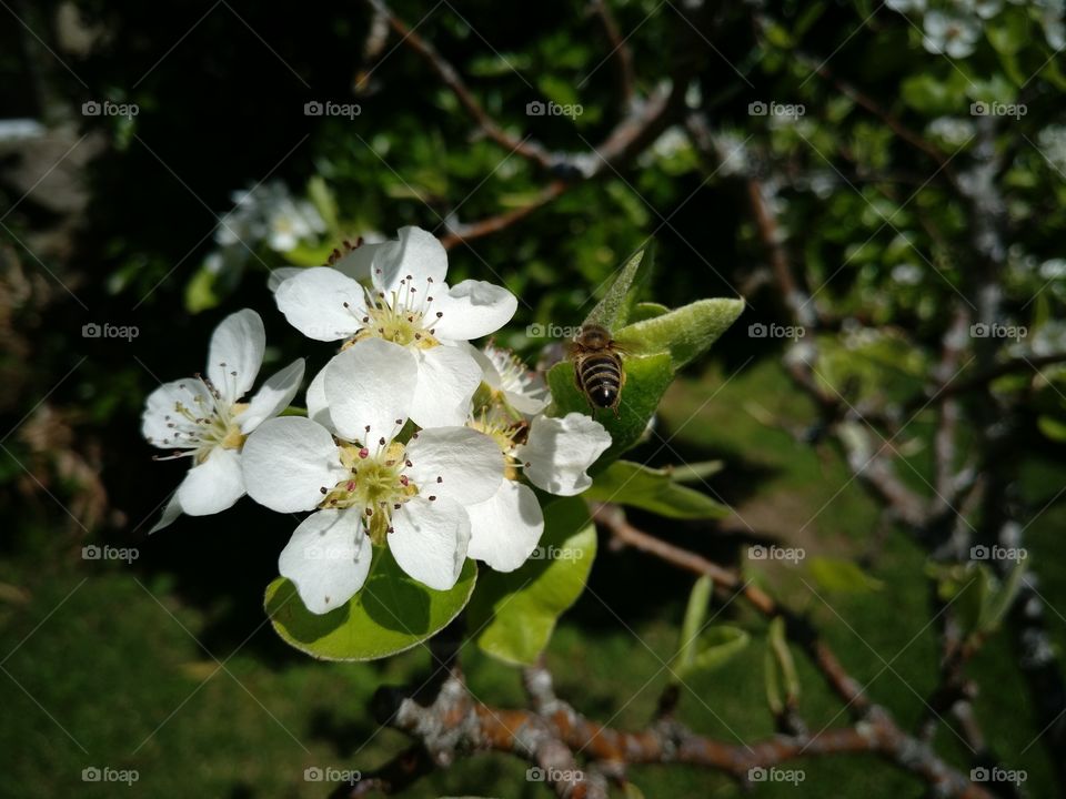 Bee in pear blossom