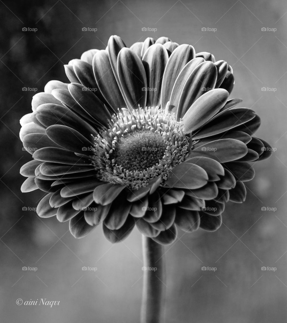 Black and white magic on flower 