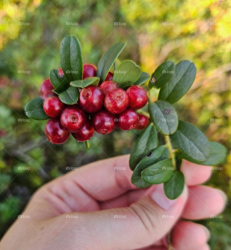 Vitamins all around us