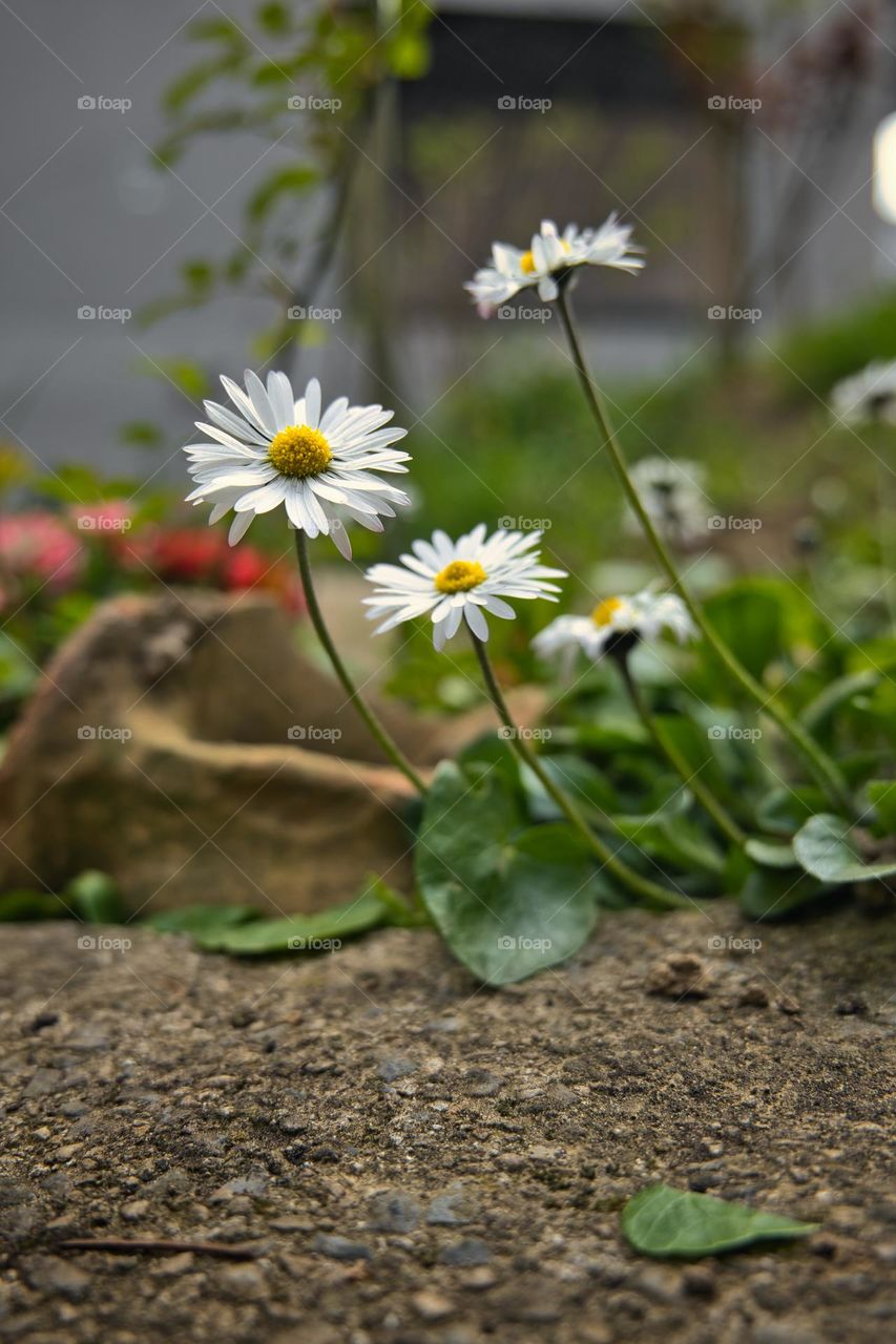 Daisies in the garden