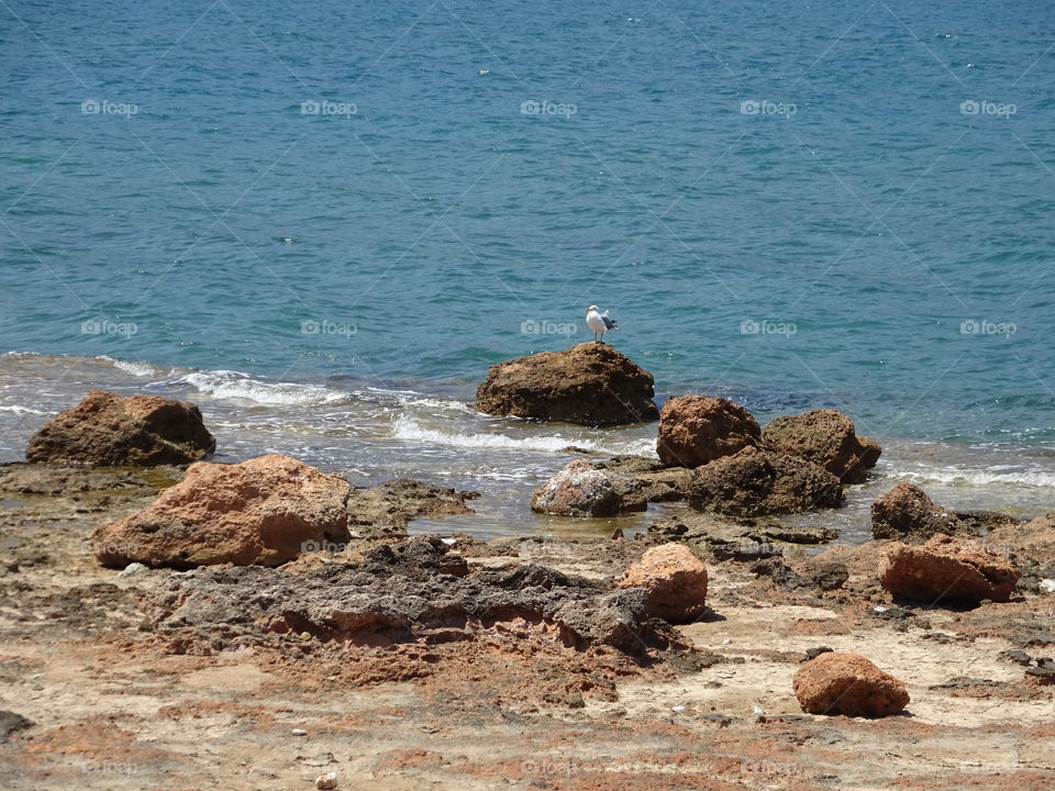 Seagull on rock at beach, Greece