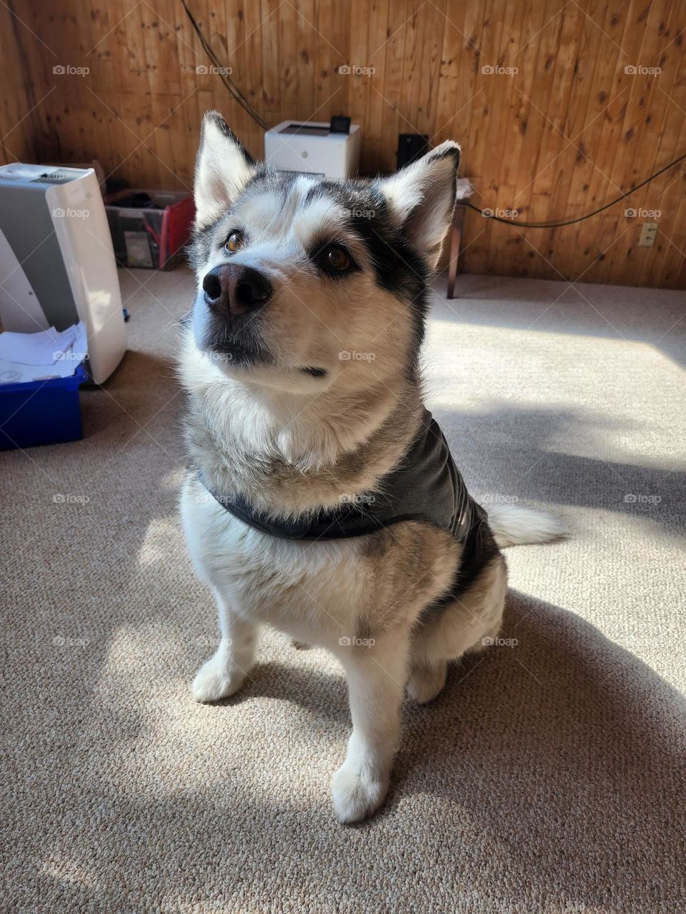 Husky in his thundershirt