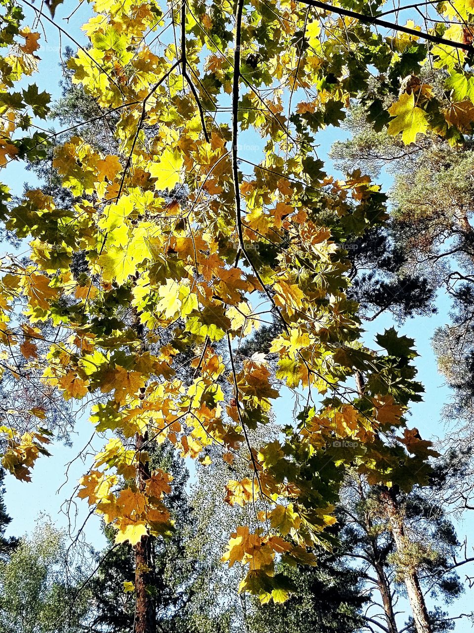 Осенний, солнечный, тёплый день в лесу. Голубое небо, жёлтые листья клёна в свете солнца.