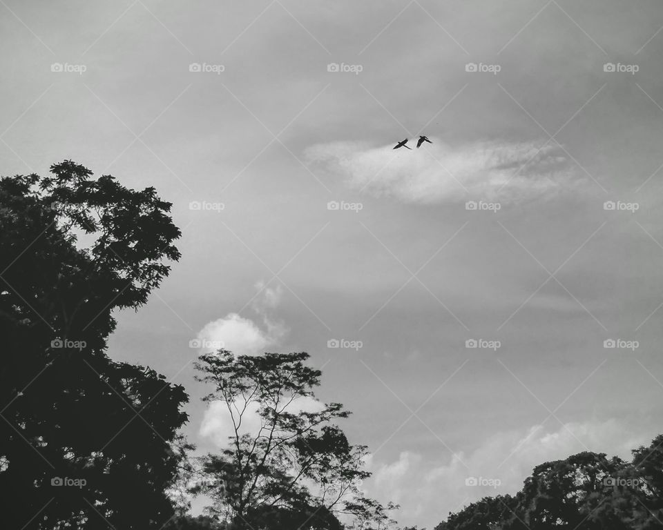 Macaws at Copan, Honduras