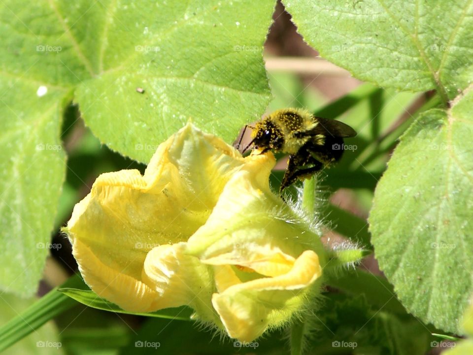 Drunk on pollen,  this busy bee is pollinating the zucchini blossoms