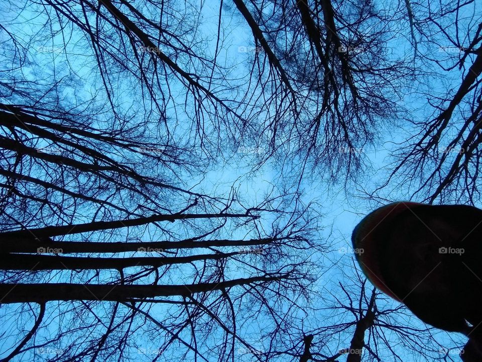 person and trees view from the ground