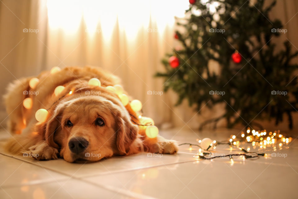 Golden Christmas Retriever 