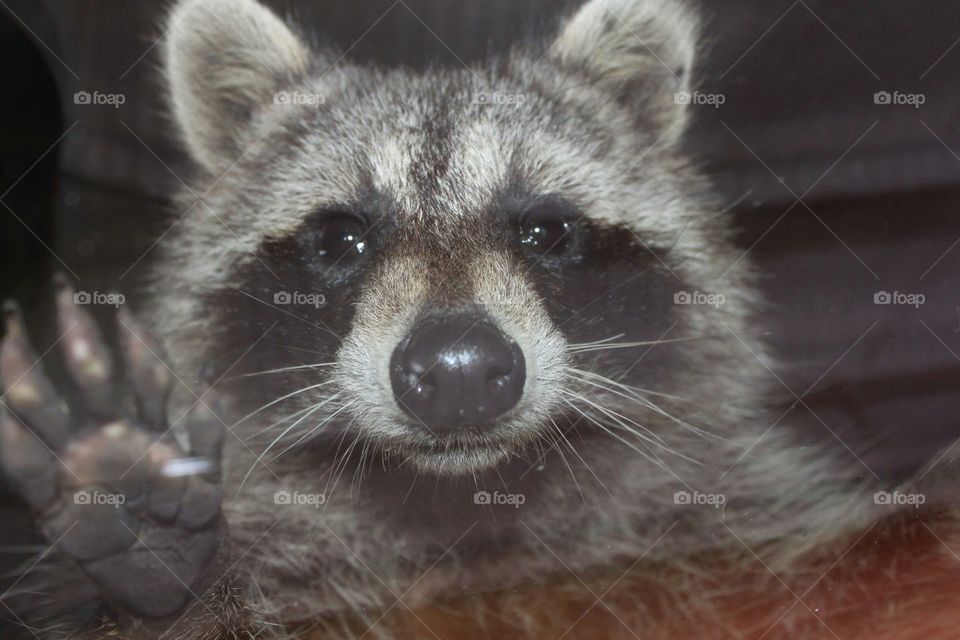 Closeup on a curious raccoon peering through a window