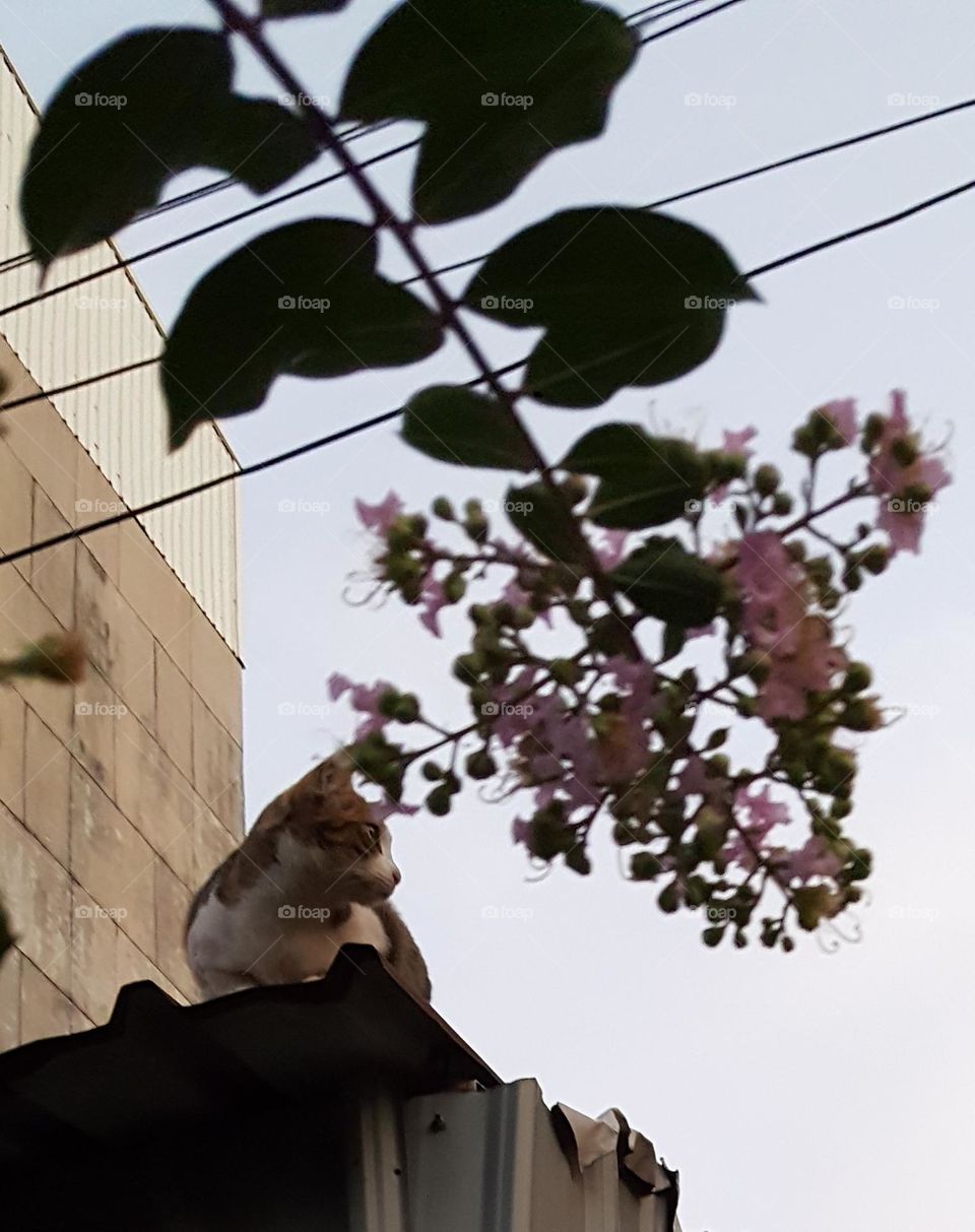 Cat on the roof and tree with pink flowers