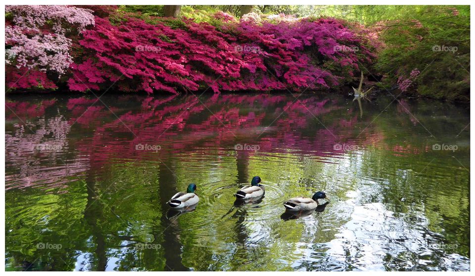 spring in full bloom