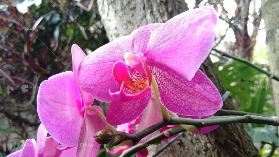 Orchid in Brazil. Ornamental flower in the garden during summer.