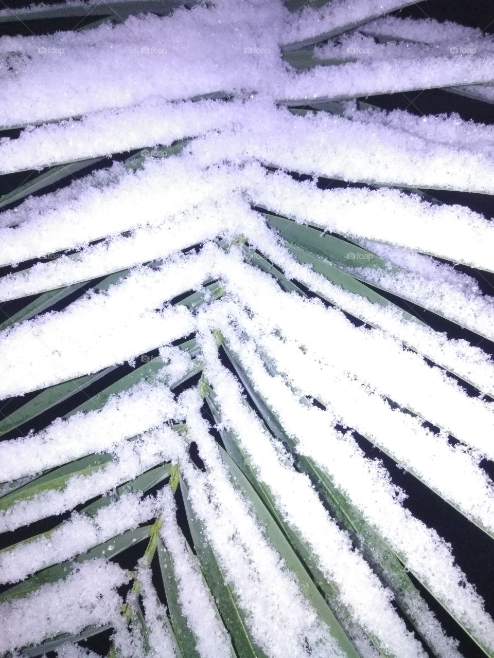 Houston Palm Trees Covered with Snow