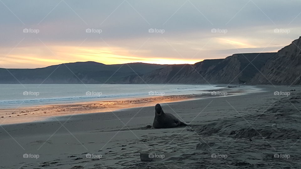 Elephant seal on beach at sunset