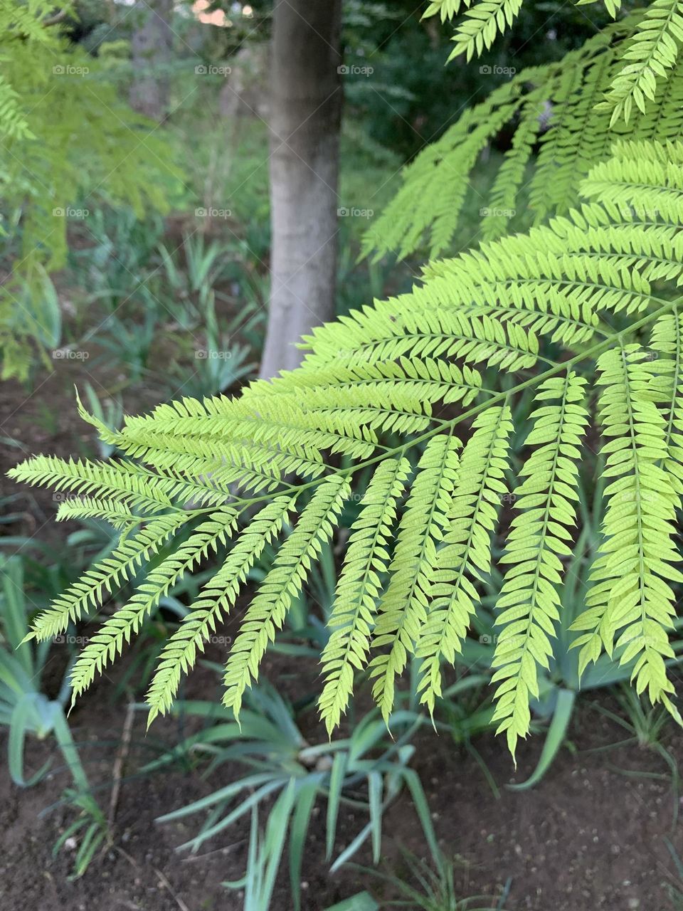 Fern leaf up close