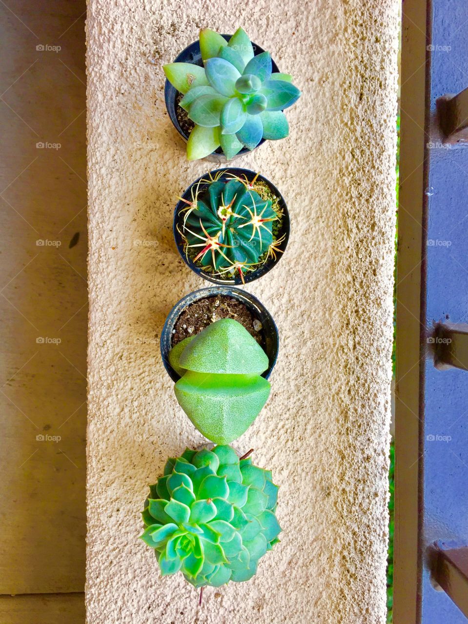 Linear Succulents 