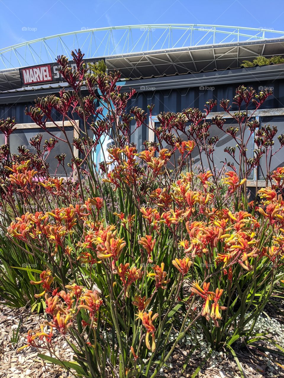 Beautiful colourful display of kangaroo paws in front of Marvel stadium in city of Melbourne