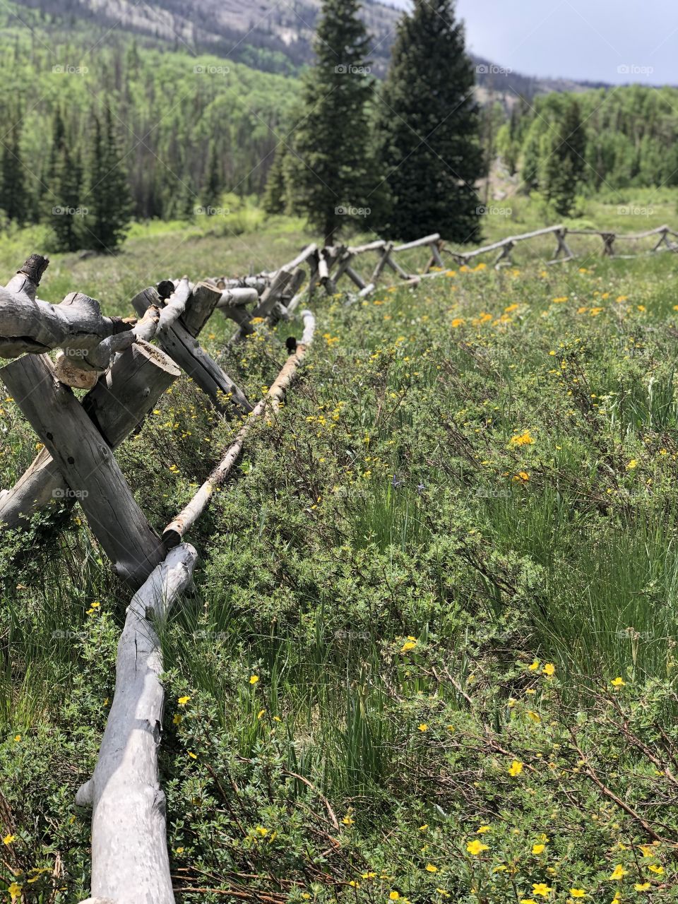 Fence along a prarie 