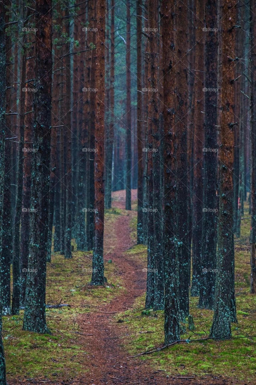 sehr schöner Waldpfad