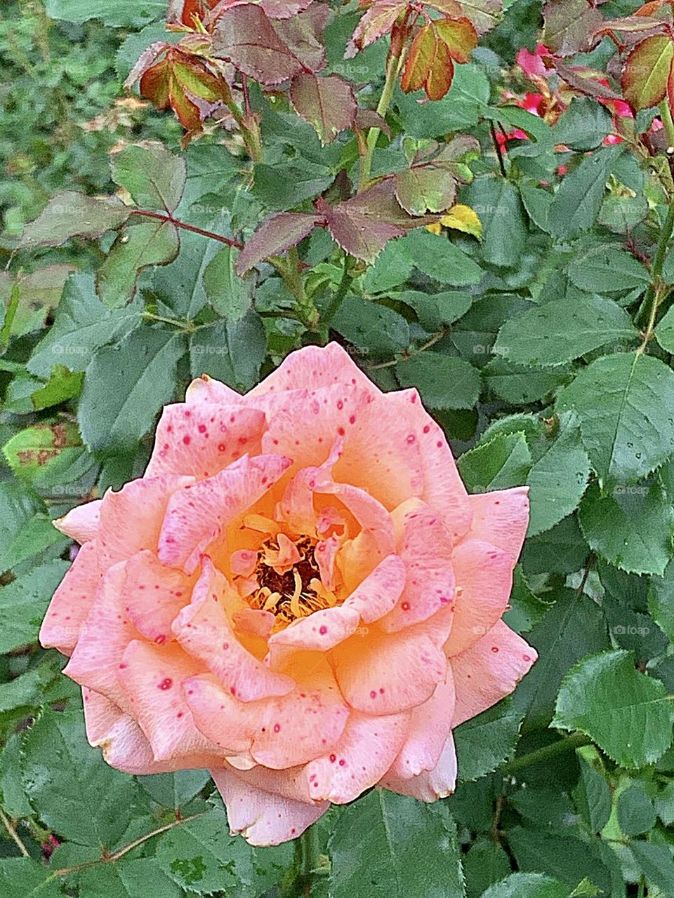 Beautiful Rose Flower 