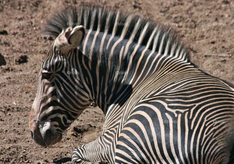 Sad Zebra