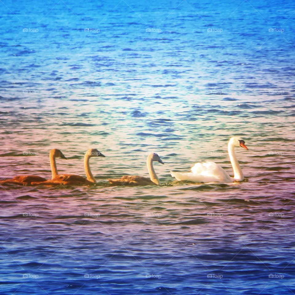 Ducks