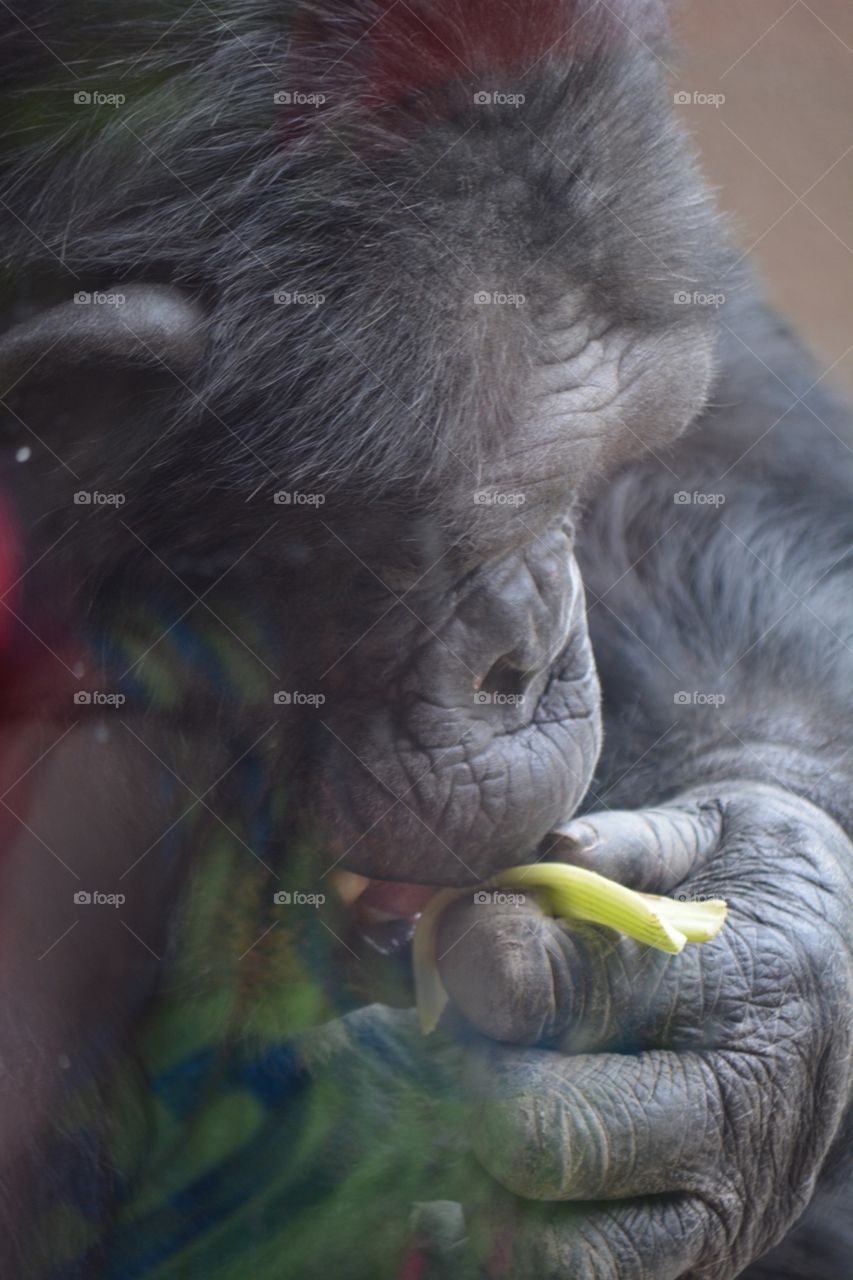 Hungry chimpanzee