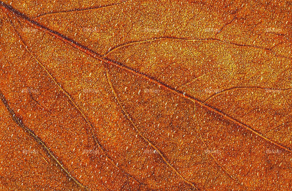 raindrops on the autumn leaf