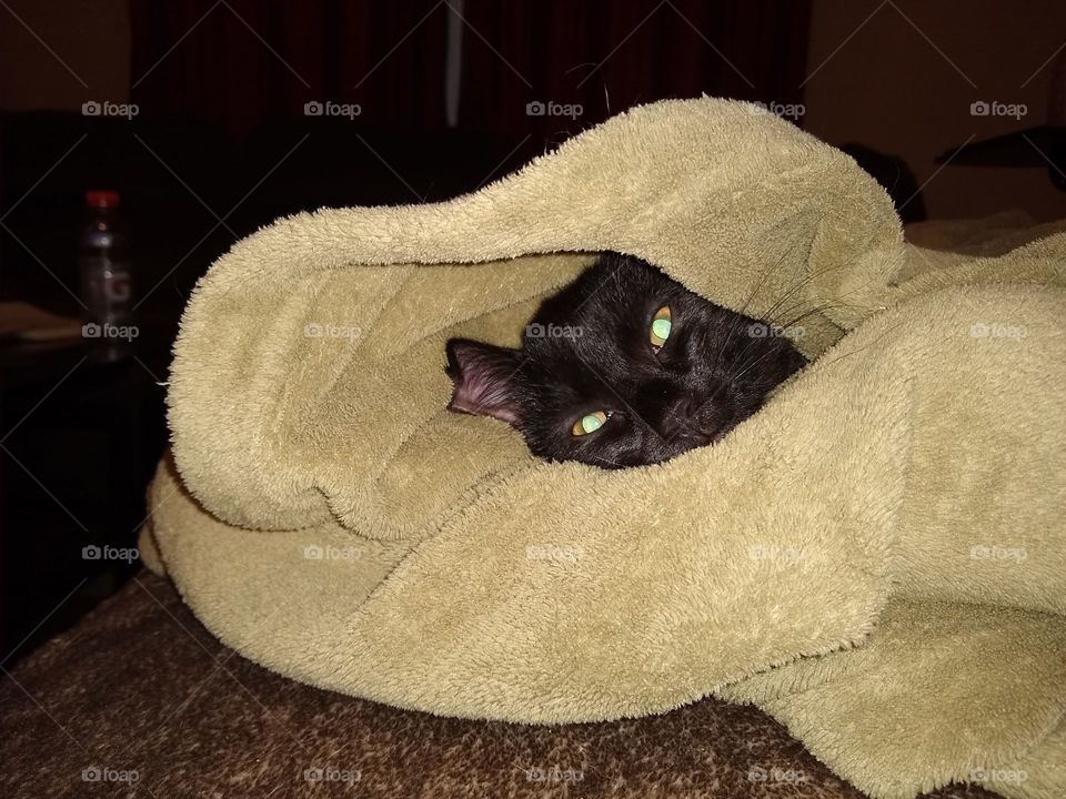 Kitten Burrito
