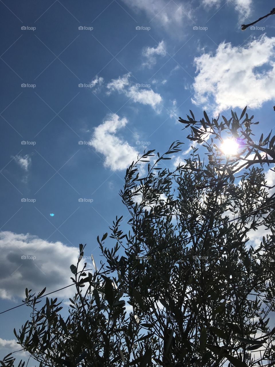 Sun behind an olive tree 