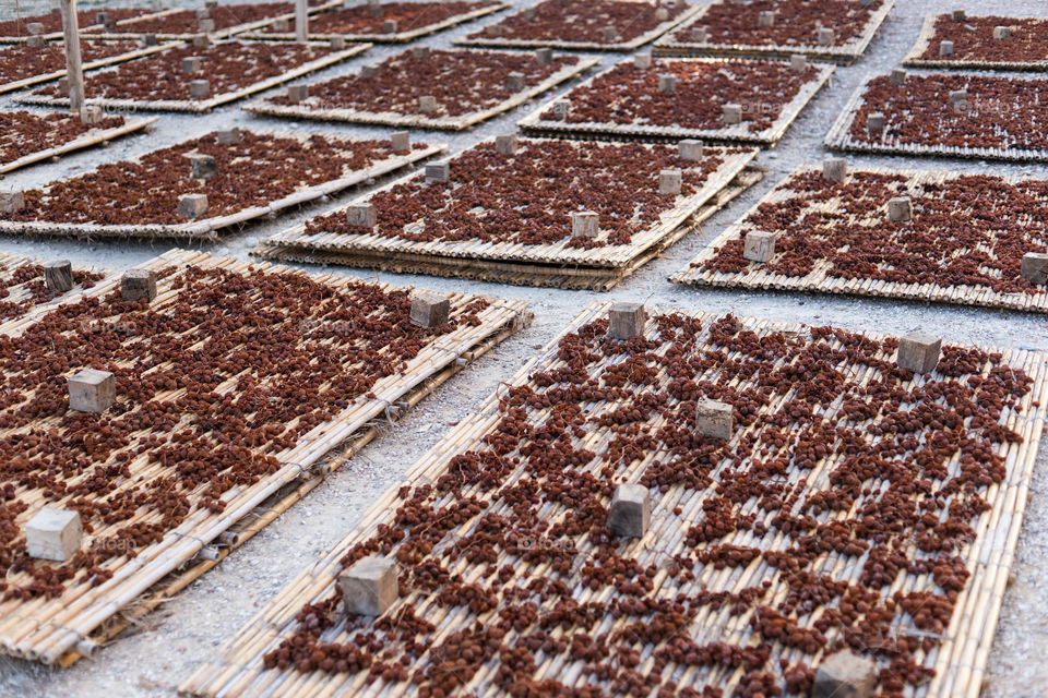 Grape harvest in Spain 