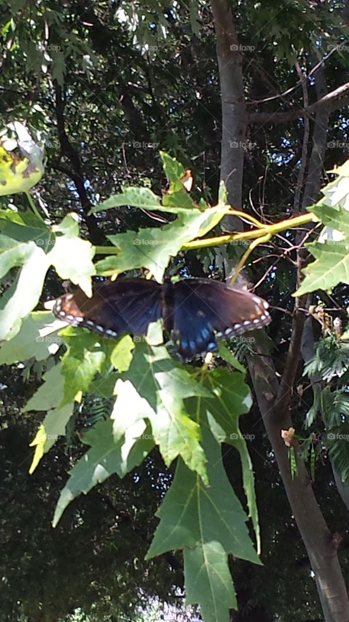 butterfly. in my yard