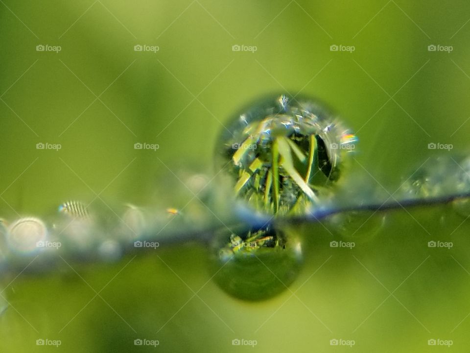 dew drop reflecting grass