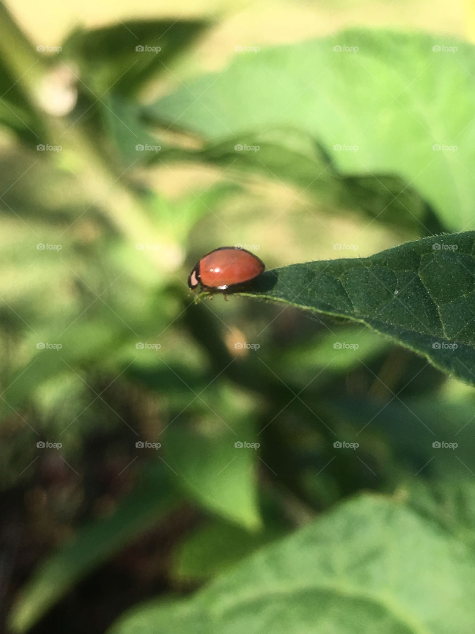 Ladybug on a leave