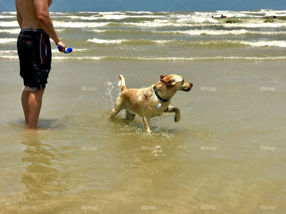 Water and dogs 