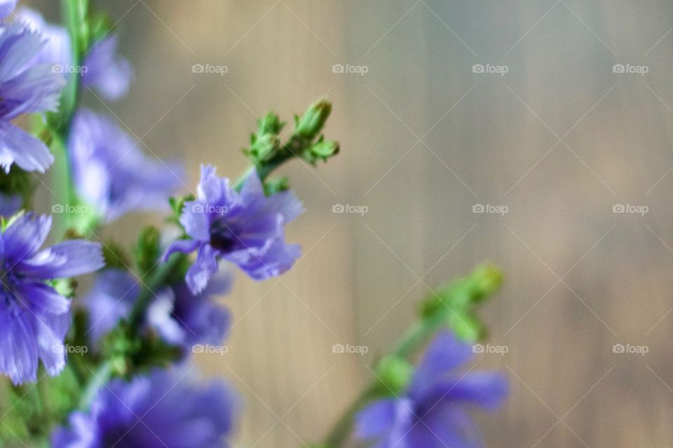 Isolated view of purplish-blue wildflowers, chicory, in natural light with room for copy