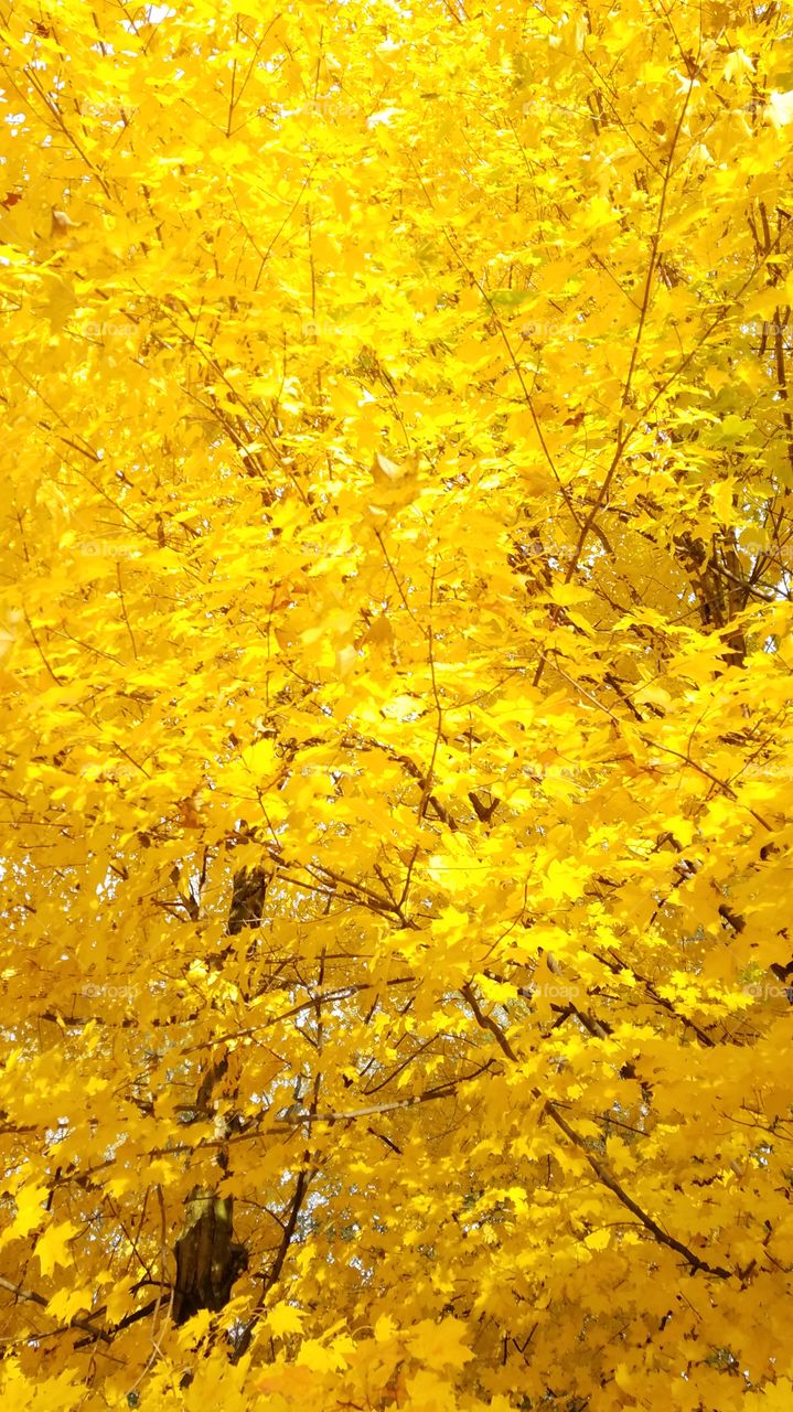 yellow maple in autumn