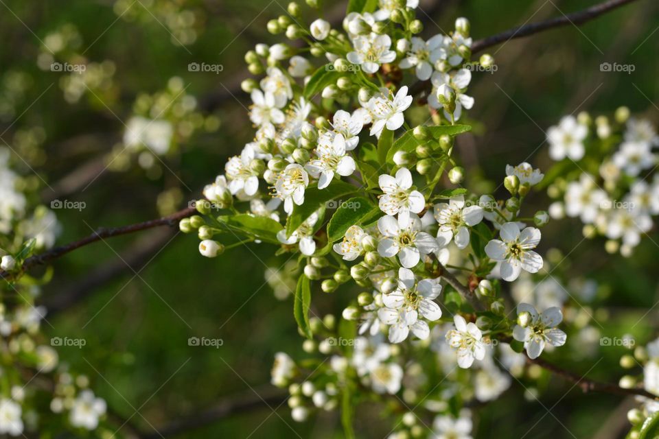 blooming branch tree white flowers spring nature