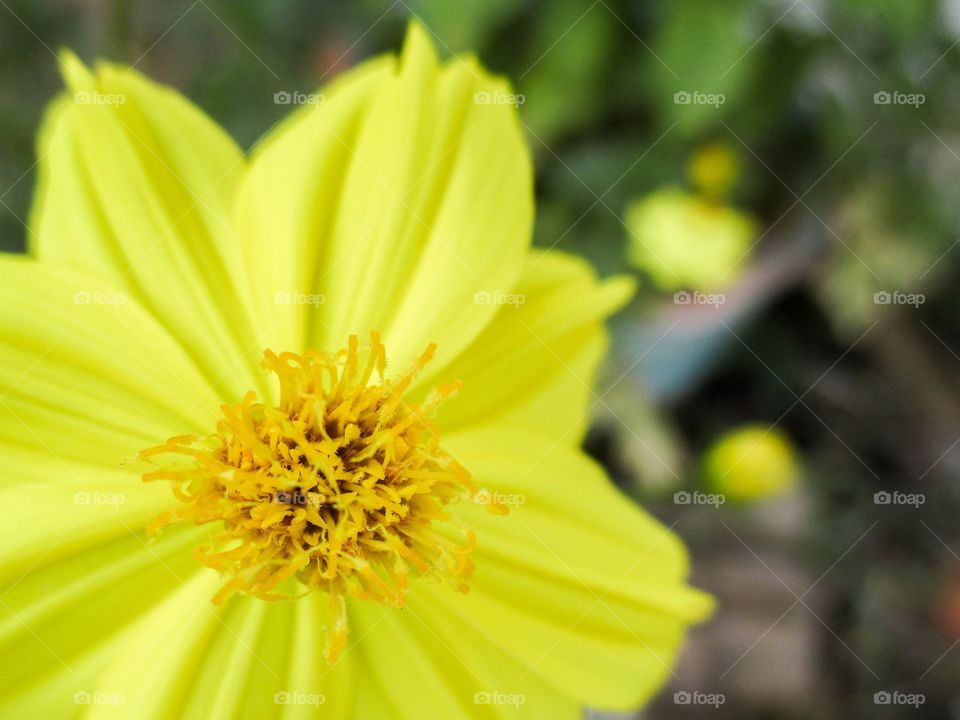 Yellow Cosmos. Yellow Cosmos or Sulfur Cosmos