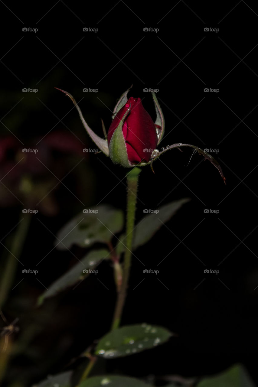 Beautiful Red Rose