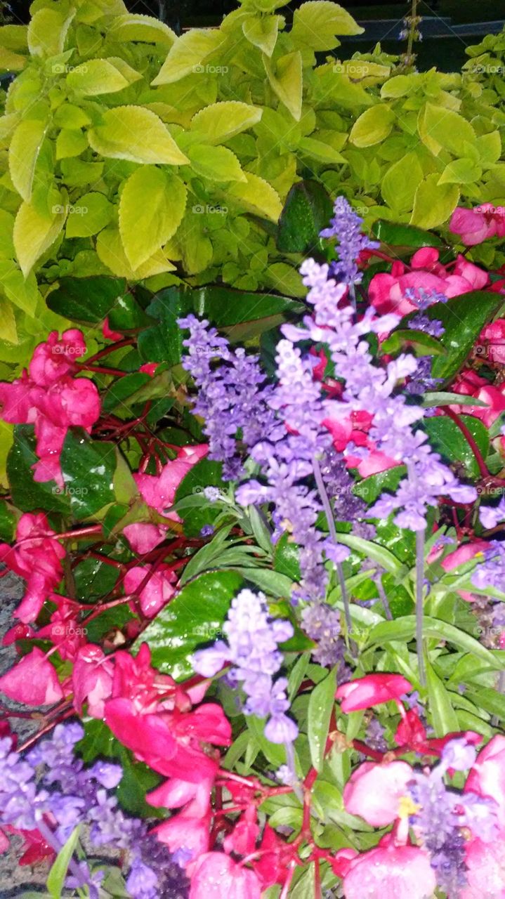 Nature, Flower, Flora, Garden, Leaf